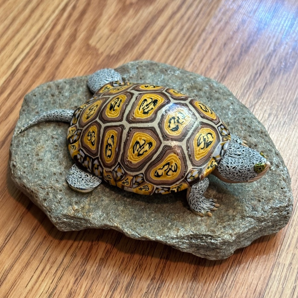 Diamondback Terrapin, a unique aquatic turtle native to North America.